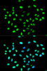 Immunofluorescence analysis of MCF-7 cells using HNRNPK Polyclonal Antibody