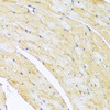 Immunohistochemistry of paraffin-embedded Mouse heart using ARL4A Polyclonal Antibody at dilution of  1:100 (40x lens).