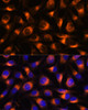 Immunofluorescence analysis of L929 cells using VAT1 Polyclonal Antibody at dilution of  1:100. Blue: DAPI for nuclear staining.
