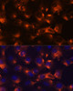 Immunofluorescence analysis of C6 cells using P2RY12 Polyclonal Antibody at dilution of  1:100. Blue: DAPI for nuclear staining.