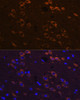 Immunofluorescence analysis of Mouse brain using P2RY12 Polyclonal Antibody at dilution of  1:100. Blue: DAPI for nuclear staining.