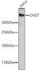 Western blot analysis of extracts of HeLa cells using CHD7 Polyclonal Antibody at dilution of 1:1000.