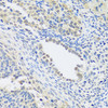 Immunohistochemistry of paraffin-embedded Rat ovary using C12orf10 Polyclonal Antibody at dilution of  1:100 (40x lens).