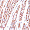 Immunohistochemistry of paraffin-embedded Human stomach using UBE2O Polyclonal Antibody at dilution of  1:100 (40x lens).