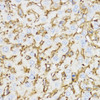 Immunohistochemistry of paraffin-embedded Mouse liver using YKL-40 / CHI3L1 Polyclonal Antibody at dilution of  1:100 (40x lens).