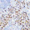 Immunohistochemistry of paraffin-embedded Mouse spleen using YKL-40 / CHI3L1 Polyclonal Antibody at dilution of  1:100 (40x lens).