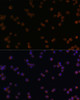 Immunofluorescence analysis of Raw264.7 cells using YKL-40 / CHI3L1 Polyclonal Antibody at dilution of  1:100. Blue: DAPI for nuclear staining.