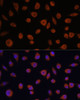 Immunofluorescence analysis of L929 cells using ZCCHC3 Polyclonal Antibody at dilution of  1:100. Blue: DAPI for nuclear staining.
