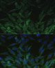 Immunofluorescence analysis of NIH-3T3 cells using BLOC1S3 Polyclonal Antibody at dilution of  1:100. Blue: DAPI for nuclear staining.