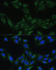 Immunofluorescence analysis of U-2 OS cells using BLOC1S3 Polyclonal Antibody at dilution of  1:100. Blue: DAPI for nuclear staining.