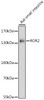 Western blot analysis of extracts of Rat small intestine using ROR2 Polyclonal Antibody at dilution of 1:1000.