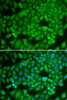 Immunofluorescence analysis of U2OS cells using NR0B1 Polyclonal Antibody