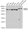 Western blot analysis of extracts of various cell lines using KPNA1 Polyclonal Antibody at dilution of 1:1000.