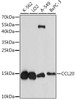 Western blot analysis of extracts of various cell lines using CCL20 Polyclonal Antibody at dilution of 1:1000.