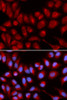 Immunofluorescence analysis of U2OS cells using IL16 Polyclonal Antibody