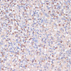Immunohistochemistry of paraffin-embedded Human spleen using CD82 Polyclonal Antibody at dilution of  1:100 (40x lens).