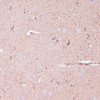 Immunohistochemistry of paraffin-embedded Mouse brain using CD82 Polyclonal Antibody at dilution of  1:100 (40x lens).