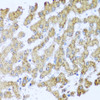 Immunohistochemistry of paraffin-embedded Human liver using MOK Polyclonal Antibody at dilution of  1:100 (40x lens).