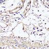 Immunohistochemistry of paraffin-embedded Human colon using VEGF Monoclonal Antibody at dilution of  1:150 (40x lens).