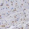 Immunohistochemistry of paraffin-embedded Mouse brain using TFF1 Polyclonal Antibody at dilution of  1:200 (40x lens).