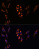 Immunofluorescence analysis of HeLa cells using PDE3A Polyclonal Antibody at dilution of  1:100 (40x lens). Blue: DAPI for nuclear staining.