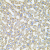 Immunohistochemistry of paraffin-embedded Rat liver using ALDH1A1 Polyclonal Antibody at dilution of  1:100 (40x lens).