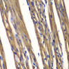 Immunohistochemistry of paraffin-embedded Rat heart using PTPN2 Polyclonal Antibody at dilution of  1:100 (40x lens).