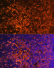 Immunofluorescence analysis of Mouse thymus using ICOS Polyclonal Antibody at dilution of  1:100. Blue: DAPI for nuclear staining.