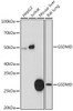 Western blot analysis of extracts of various cell lines using GSDMD Polyclonal Antibody at dilution of 1:1000.