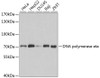 Western blot analysis of extracts of various cell lines using DNA polymerase eta Polyclonal Antibody at dilution of 1:1000.