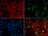 Immunofluorescence analysis of GFP-RNF168 transgenic U2OS cells using DNA polymerase eta Polyclonal Antibody