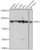 Western blot analysis of extracts of various cell lines using PCIF1 Polyclonal Antibody at dilution of 1:1000.