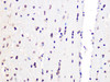 Immunohistochemistry of paraffin-embedded Rat brain using PCIF1 Polyclonal Antibody at dilution of  1:100 (40x lens).