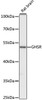 Western blot analysis of extracts of Rat brain using GHSR Polyclonal Antibody at dilution of 1:1000.