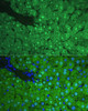 Immunofluorescence analysis of Rat liver using ARG1 / Arginase 1 Polyclonal Antibody at dilution of  1:100. Blue: DAPI for nuclear staining.