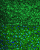 Immunofluorescence analysis of Mouse liver using ARG1 / Arginase 1 Polyclonal Antibody at dilution of  1:100. Blue: DAPI for nuclear staining.