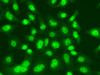 Immunofluorescence analysis of A549 cells using LIG1 Polyclonal Antibody