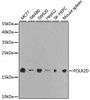 Western blot analysis of extracts of various cell lines using POLR2D Polyclonal Antibody at dilution of 1:1000.