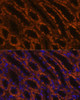 Immunofluorescence analysis of Rat kidney using LAMC2 Polyclonal Antibody at dilution of  1:100 (40x lens). Blue: DAPI for nuclear staining.