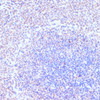 Immunohistochemistry of paraffin-embedded Rat spleen using RXRG Polyclonal Antibody at dilution of  1:100 (40x lens).