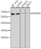 Western blot analysis of extracts of various cell lines using RAD9A Polyclonal Antibody at dilution of 1:1000.