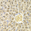 Immunohistochemistry of paraffin-embedded Rat liver using RAD9A Polyclonal Antibody at dilution of  1:200 (40x lens).