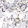 Immunohistochemistry of paraffin-embedded Human normal colon using PKLR Polyclonal Antibody at dilution of  1:200 (40x lens).