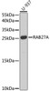 Western blot analysis of extracts of U-937 cells using RAB27A Polyclonal Antibody at dilution of 1:1000.
