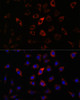 Immunofluorescence analysis of L929 cells using RAB27A Polyclonal Antibody at dilution of  1:100. Blue: DAPI for nuclear staining.