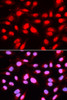 Immunofluorescence analysis of U2OS cells using U2AF2 Polyclonal Antibody