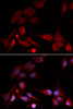Immunofluorescence analysis of U2OS cells using APBB1 Polyclonal Antibody