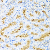 Immunohistochemistry of paraffin-embedded Rat kidney using CCL22 Polyclonal Antibody at dilution of  1:100 (40x lens).