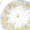 Immunohistochemistry of paraffin-embedded Rat testis using TAPBP Polyclonal Antibody at dilution of  1:200 (40x lens).