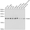 Western blot analysis of extracts of various cell lines using PSMB5 Polyclonal Antibody at dilution of 1:1000.